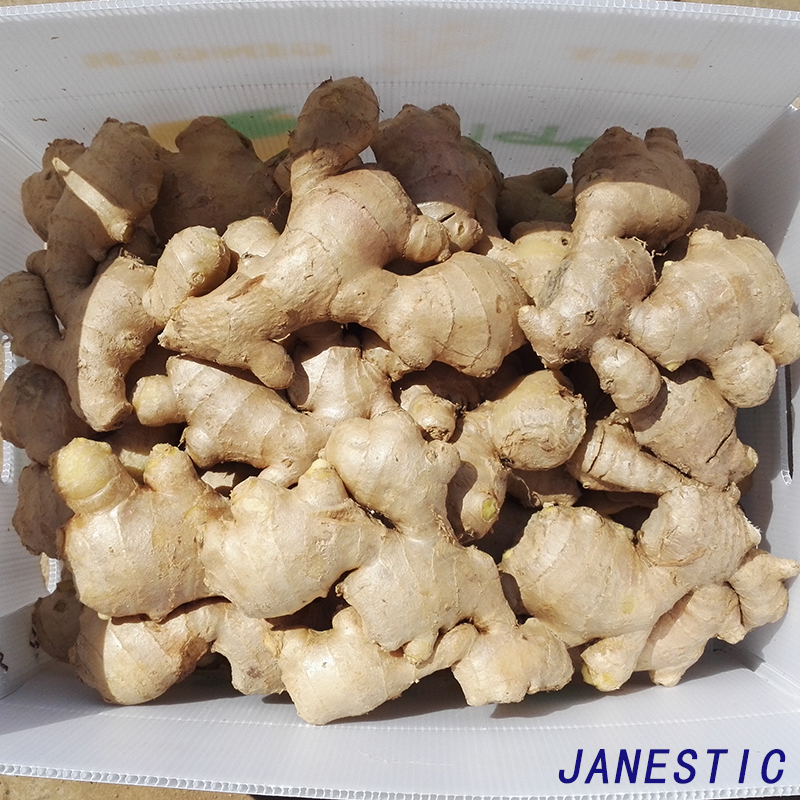 dried ginger